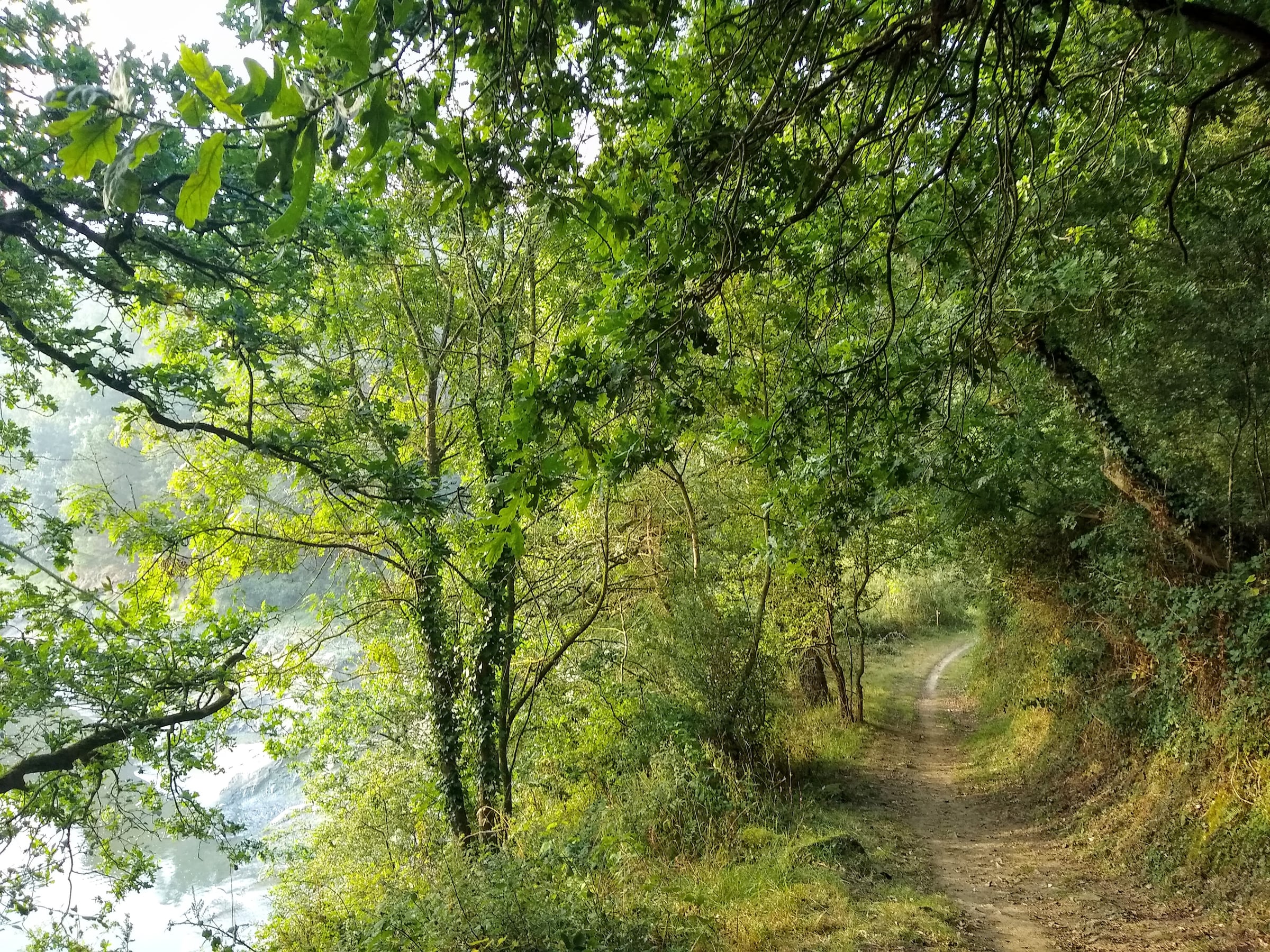 Sentier étroit sous les arbres et une végétation dense, à côté de l’eau.