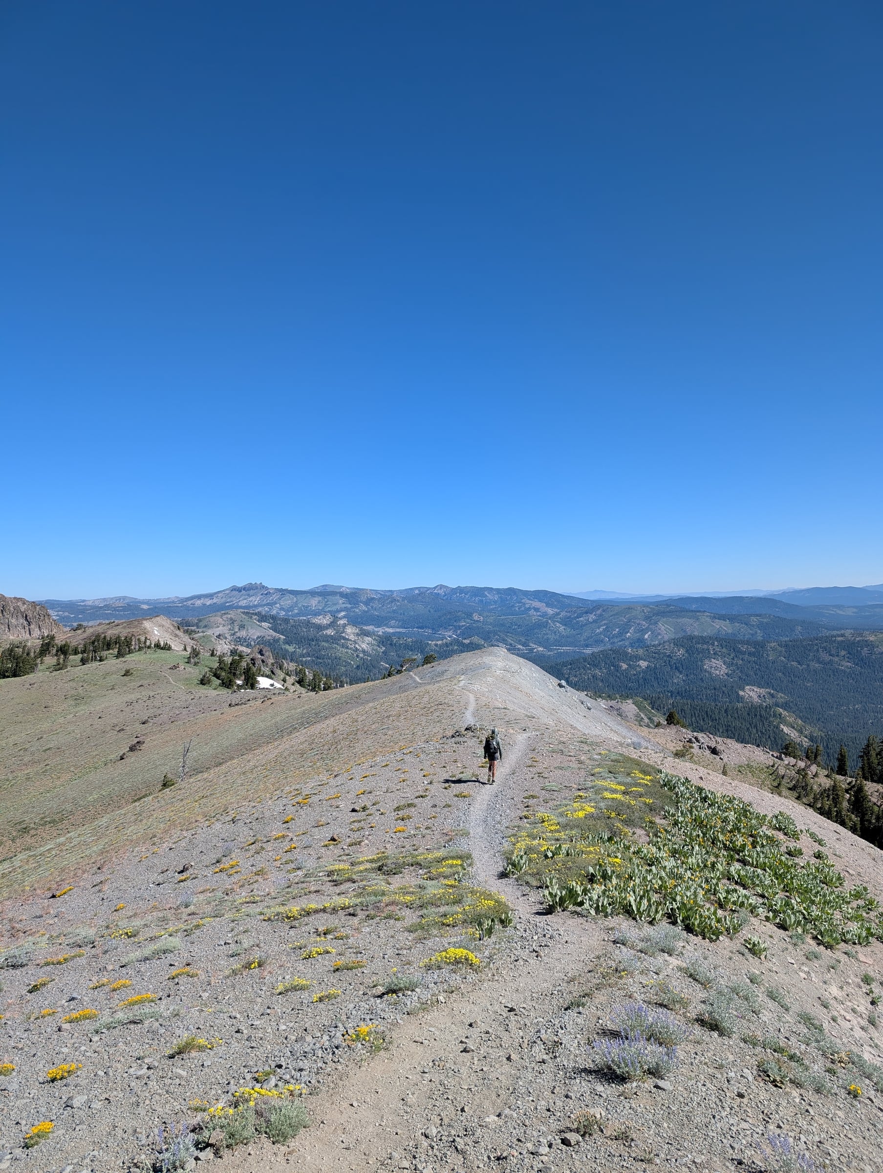 Randonneur sur un sentier de crête parmi les fleurs jaunes, au-dessus de montagnes boisées.