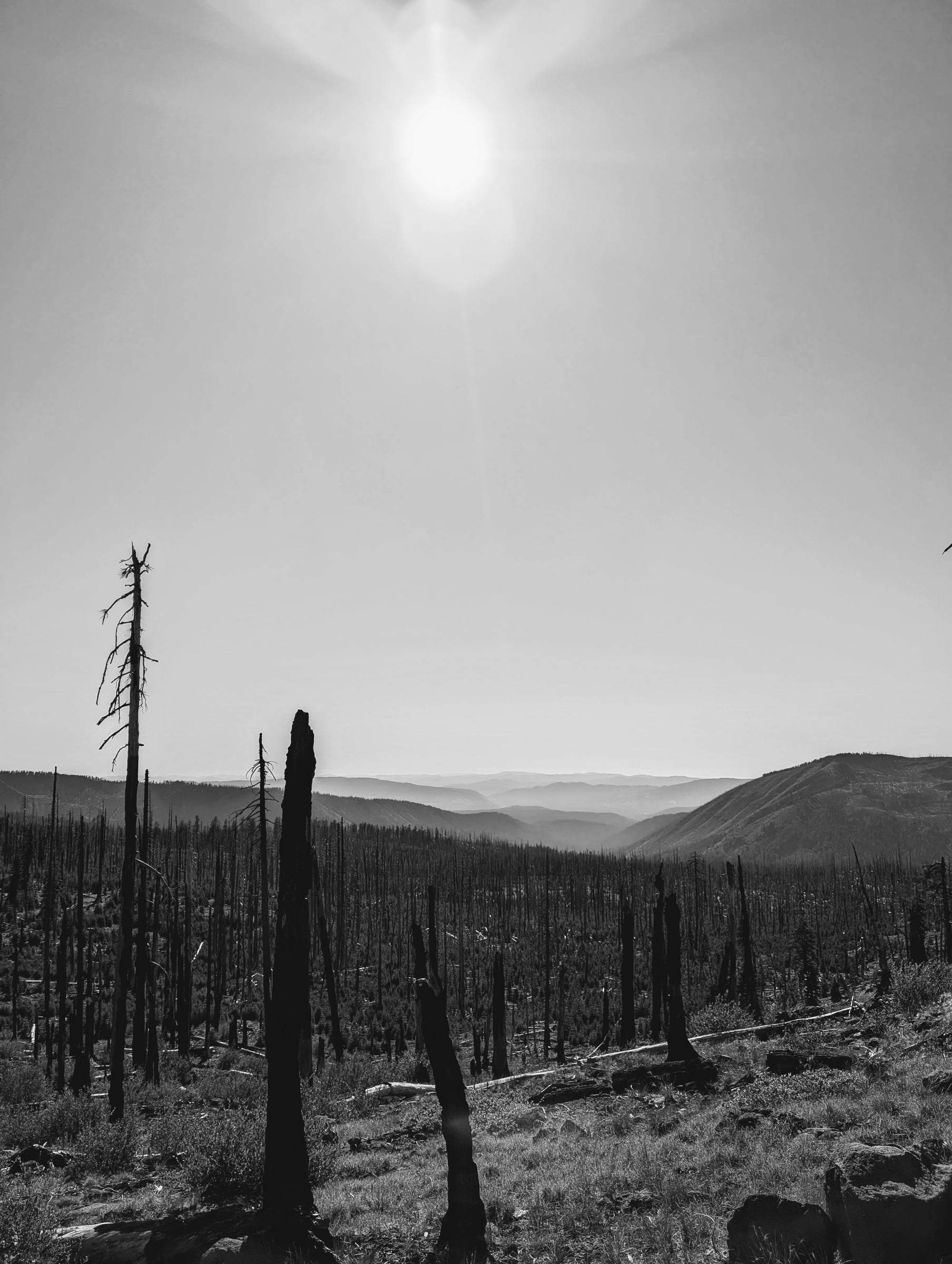 Photographie en noir et blanc de troncs brûlés devant une succession de montagnes.