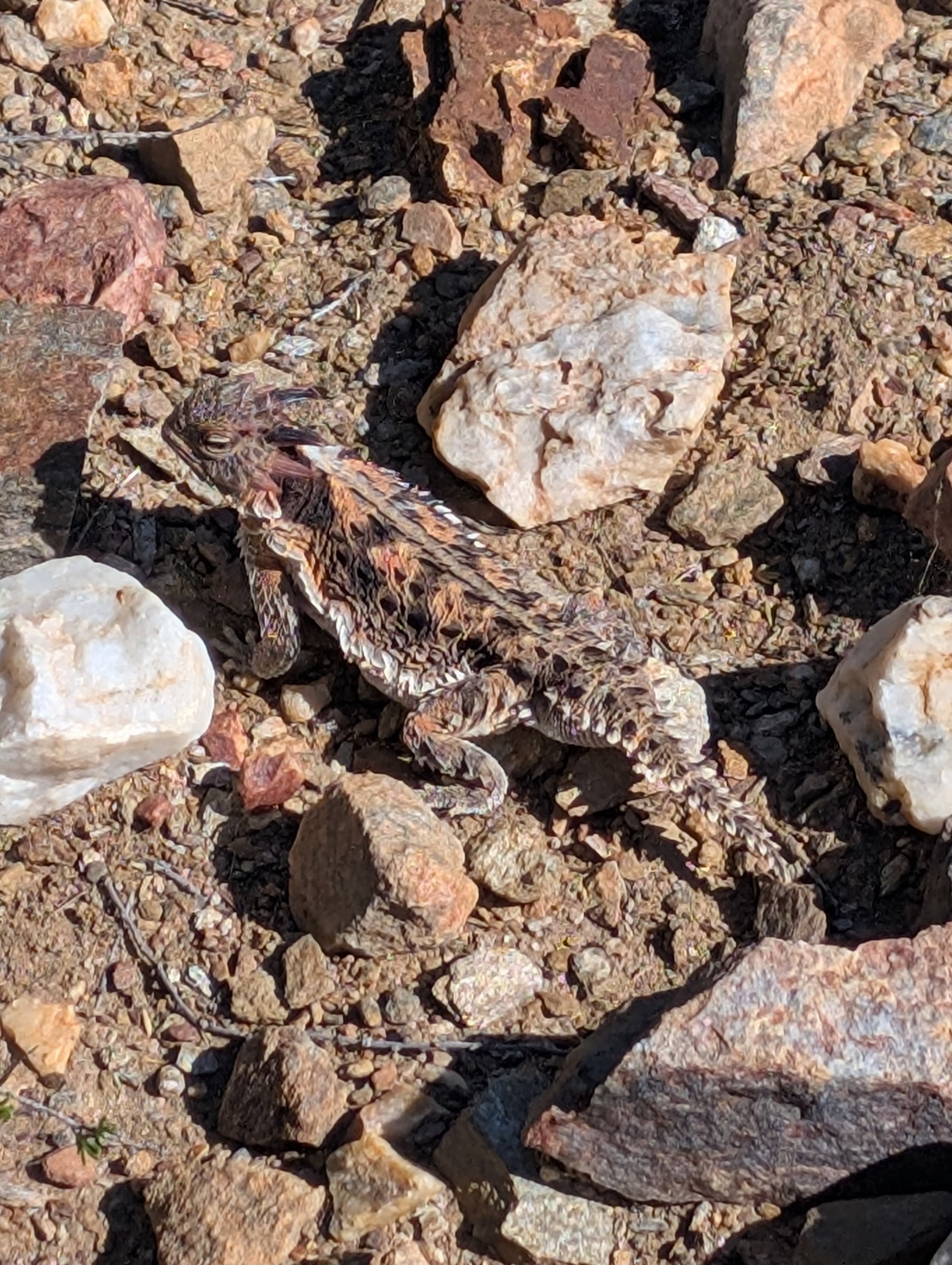 Petit lézard épineux camouflé parmi les pierres du désert.