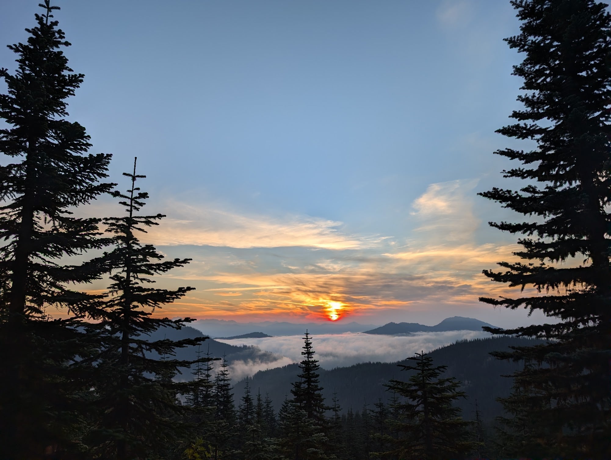 Coucher de soleil entre des conifères, au-dessus d’une mer de nuages et de montagnes.