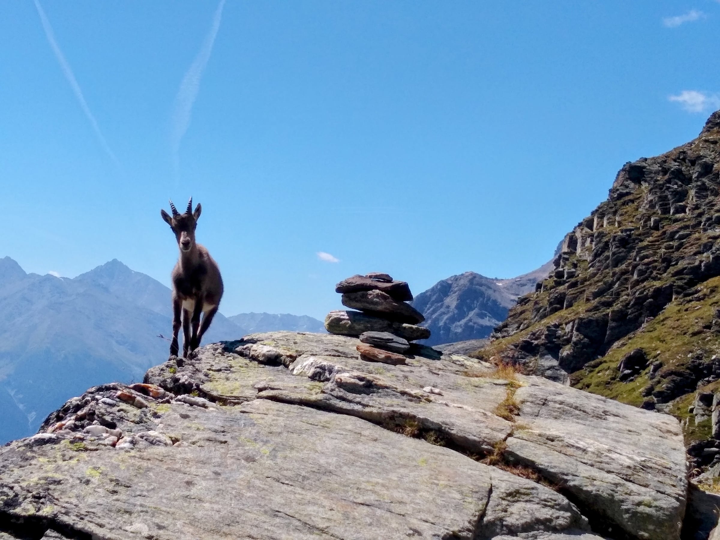 Jeune bouquetin sur un rocher près d’un cairn, avec les montagnes en arrière-plan.